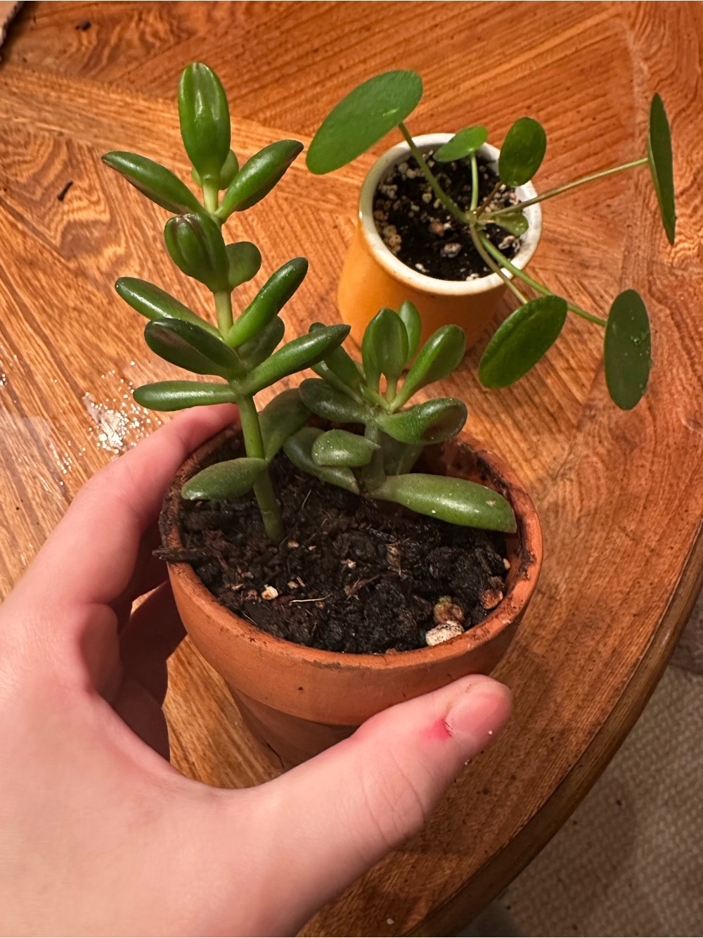 Jade Plant Cuttings Live Succulent Houseplant